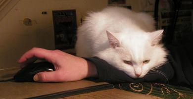 <img0*200:stuff/arm%20rest%20ms.jpg>
