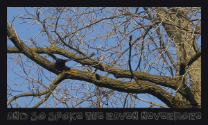 <img300*0:stuff/asstRavann.png>