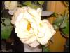 <img100*0:stuff/atayflower.jpg>