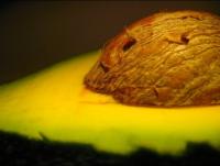 <img200*0:stuff/avacado2.jpg>