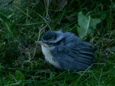 <img400*0:stuff/baby%20woodpecker.jpg>