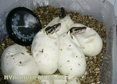<img400*0:stuff/baby_koepfe.jpg>
