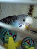 babybird1