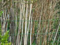 <img0*150:stuff/bamboo.jpg>