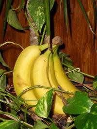 <img200*0:stuff/bananzab.jpg>