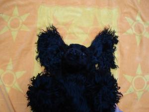 <img300*0:stuff/batdog%2ejpg>