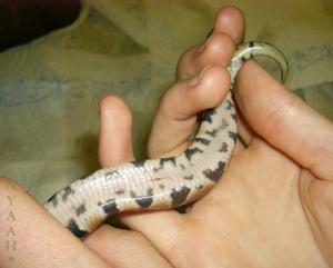 <img300*0:stuff/bauchnabel.jpg>