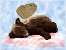 <img0*100:stuff/bearfairynet.jpg>