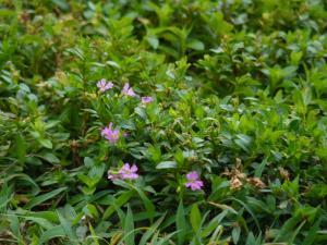 <img300*0:stuff/beauty.JPG>