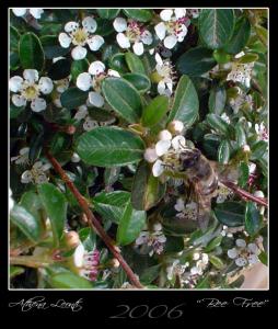 <img0*300:stuff/beefree.jpg>