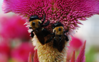 <img200*0:stuff/beesOnStrangeFlower.png>
