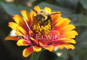 <img300*0:stuff/beewm.jpg>
