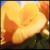<img50*50:stuff/begonia.jpg>