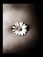 <img150*0:stuff/bellybuttonflower2%20copy.jpg>