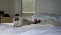 <img200*0:stuff/binkonbed.jpg>