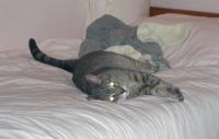 <img200*0:stuff/binkonmybed.jpg>
