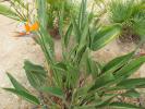 <img0*100:stuff/bird%20of%20paradise%20full.JPG>