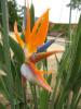 <img0*100:stuff/bird%20of%20paradise2.JPG>
