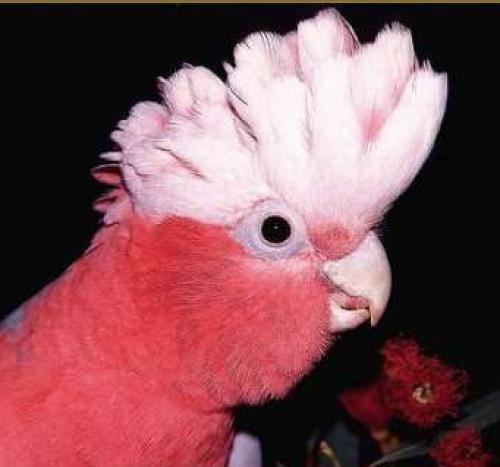<img500*0:http://elftown.heddate.com/stuff/bird45.jpg>