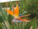 <img0*100:stuff/bird_of_paradise.jpg>