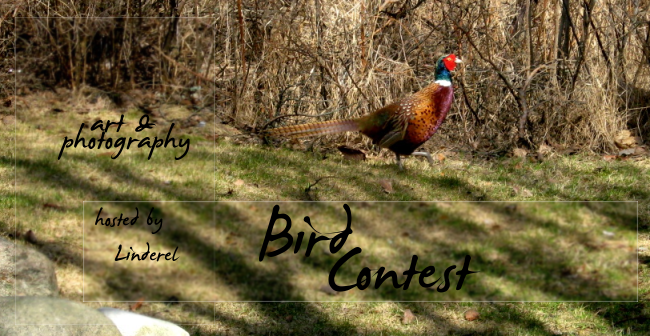 <img:stuff/birdcontestbanner.png>