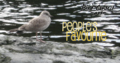 <img:stuff/birdieartpollwinner.png>