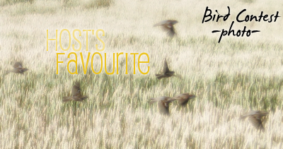 <img:stuff/birdiephotofavourite.png>