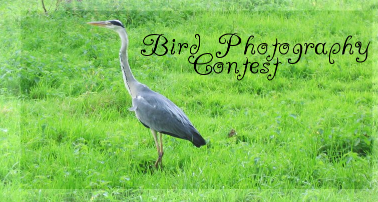 <img:stuff/birdphotocontest.png>