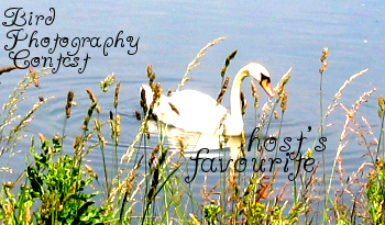 <img:stuff/birdphotowinnerfav.png>