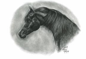 <img0*200:stuff/black_arabian_1596351687.jpg>