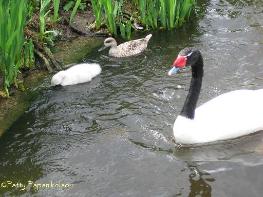 <img:stuff/blackneckedswan.jpg>
