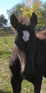 <img0*300:stuff/blk%20colt%20face.jpg>