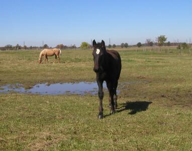 <img0*300:stuff/blk%20colt.jpg>