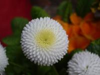 <img200*0:stuff/blumen%20(18).JPG>