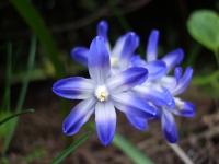 <img200*0:stuff/blumen%20(2).JPG>