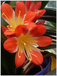 <img200*0:stuff/blumen%20(26)_.JPG>