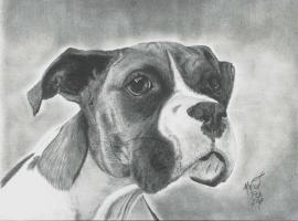 <img0*200:stuff/boxer_68753431.jpg>