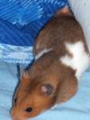 <img100*0:stuff/brown_hamster.jpg>