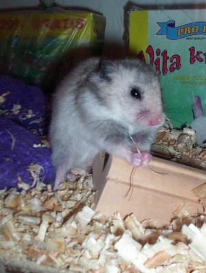<img300*0:stuff/bubu11.jpg>