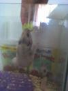 <img100*0:stuff/bubu12.jpg>