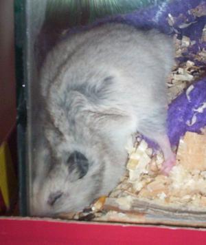 <img300*0:stuff/bubu8.jpg>