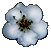 <img:stuff/bullet%20hawflower.gif>