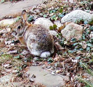 <img0*300:stuff/bunbuns%202%20cu.jpg>