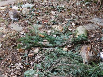 <img400*0:stuff/bunbuns%202.JPG>