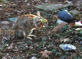 <img0*200:stuff/bunbuns%206.JPG>