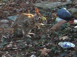 <img0*200:stuff/bunbuns%207.jpg>