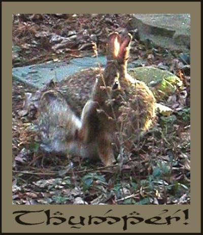 <img400*0:stuff/bunbuns%208.jpg>