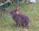 <img0*100:stuff/bunny%201.jpg>