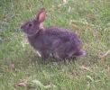 <img0*100:stuff/bunny%202.jpg>