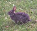 <img0*100:stuff/bunny%203.jpg>